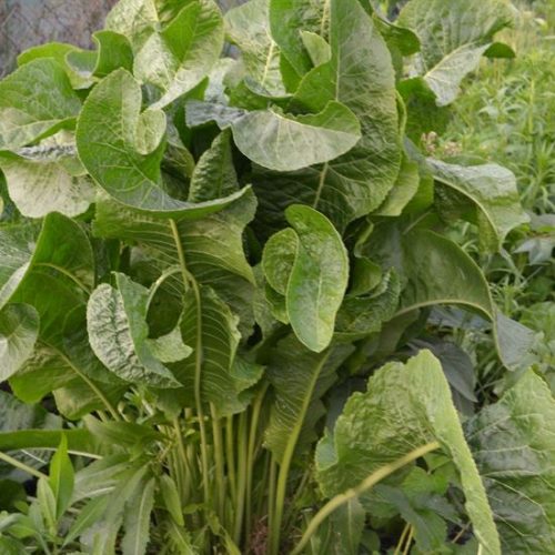 Harvesting Horseradish Image